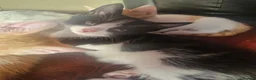 Mixed Breed cats for sale: 3 beautiful kittens  - Advert 7
