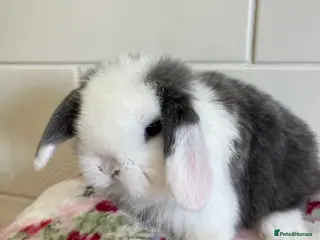 Mini Lop rabbits Beautiful mini lop s ready to reserve - Advert 12