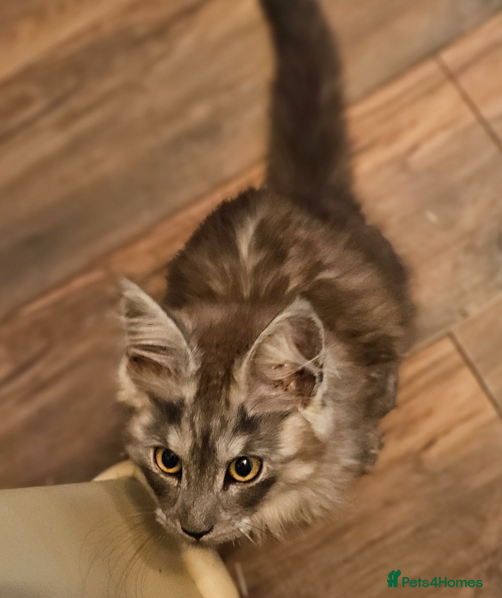 Maine Coon cats **GCCF REG PEDIGREE MAINE COON LAST ONE! UPDATED!! - Advert 2