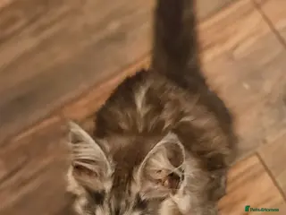 Maine Coon cats **GCCF REG PEDIGREE MAINE COON LAST ONE! UPDATED!! - Advert 7