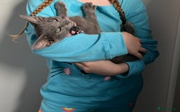 Oriental cats for sale: Blue Oriental female kitten  - Image 5