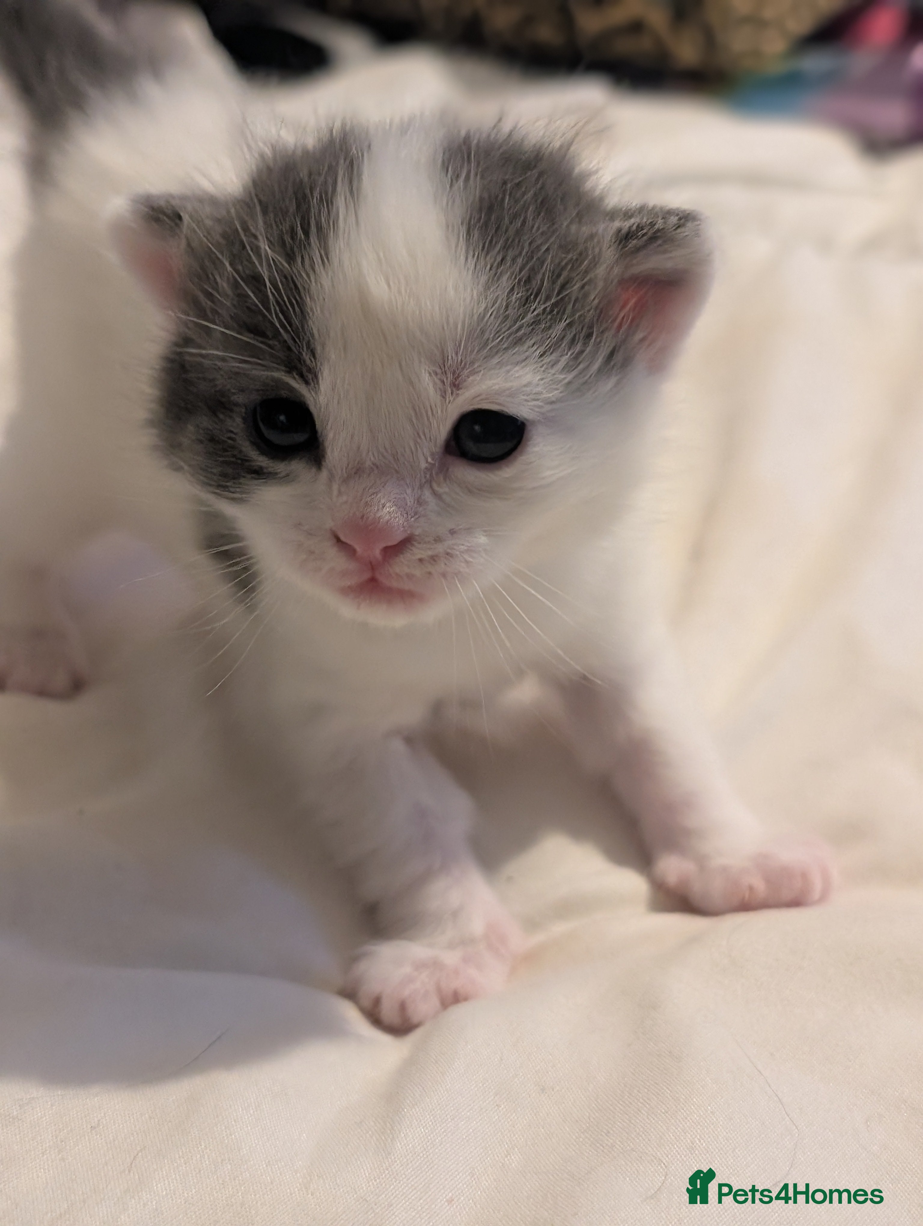 Domestic Shorthair cats for sale: 🖤 LAST KITTEN REMAINING – Midnight 🖤 - Advert 32