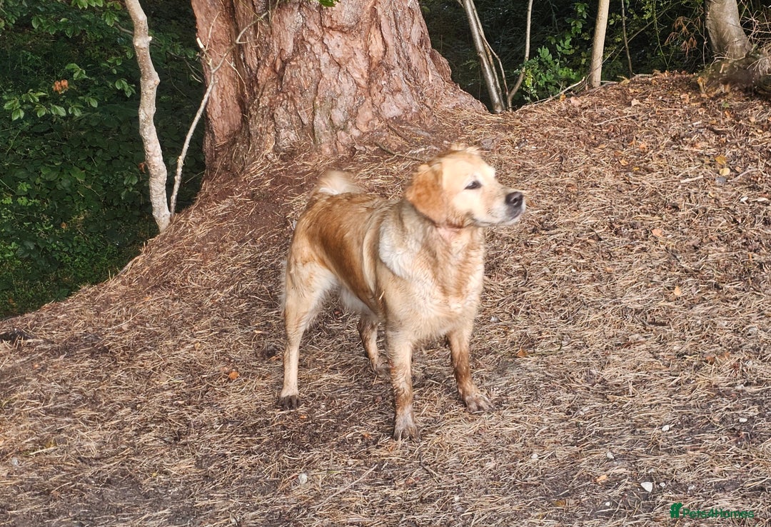 Golden Retriever dogs for sale: Forthcoming long awaited litter - Advert 15