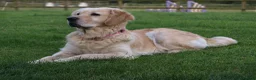 Golden Retriever dogs for sale: Golden Retriever Puppies - Advert 2