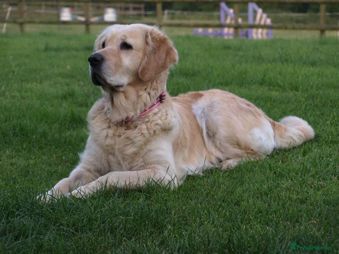 Golden Retriever dogs for sale: Golden Retriever Puppies - Advert 2