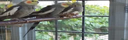 Cockatiels birds for sale: Four young cockatiels for sale in Stowmarket - Advert 4