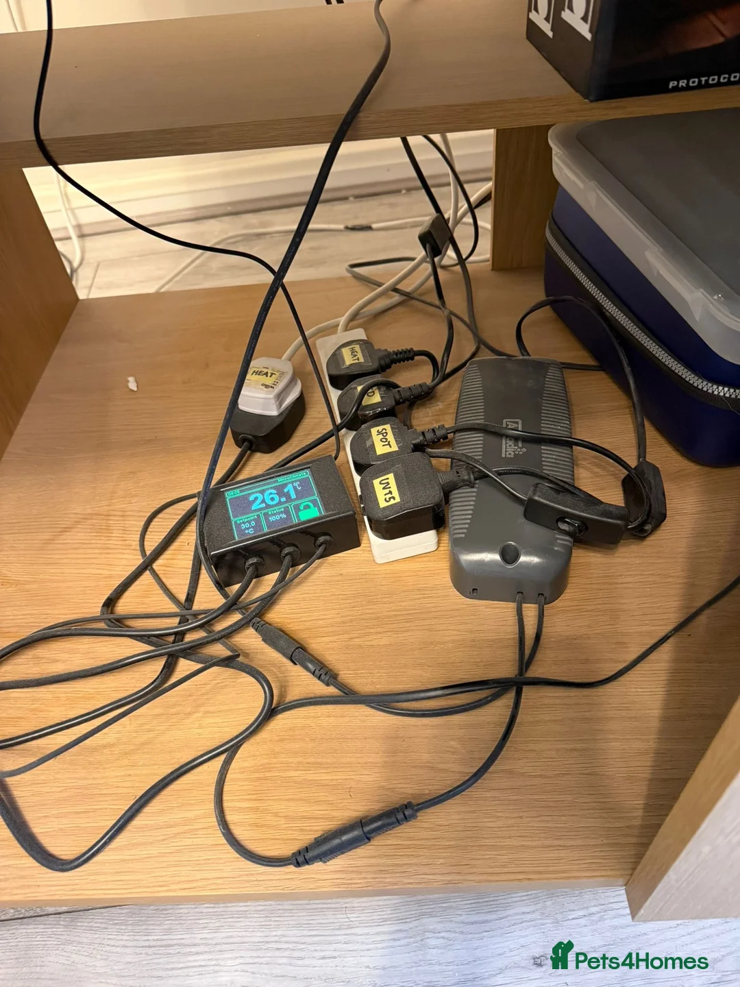 Bearded Dragon reptiles for sale: Female Bearded Dragon + Full Setup - Advert 8