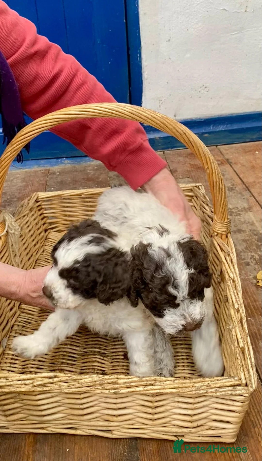Lagotto Romagnolo dogs for sale: Three wonderful Lagotto pups available now - Advert 19