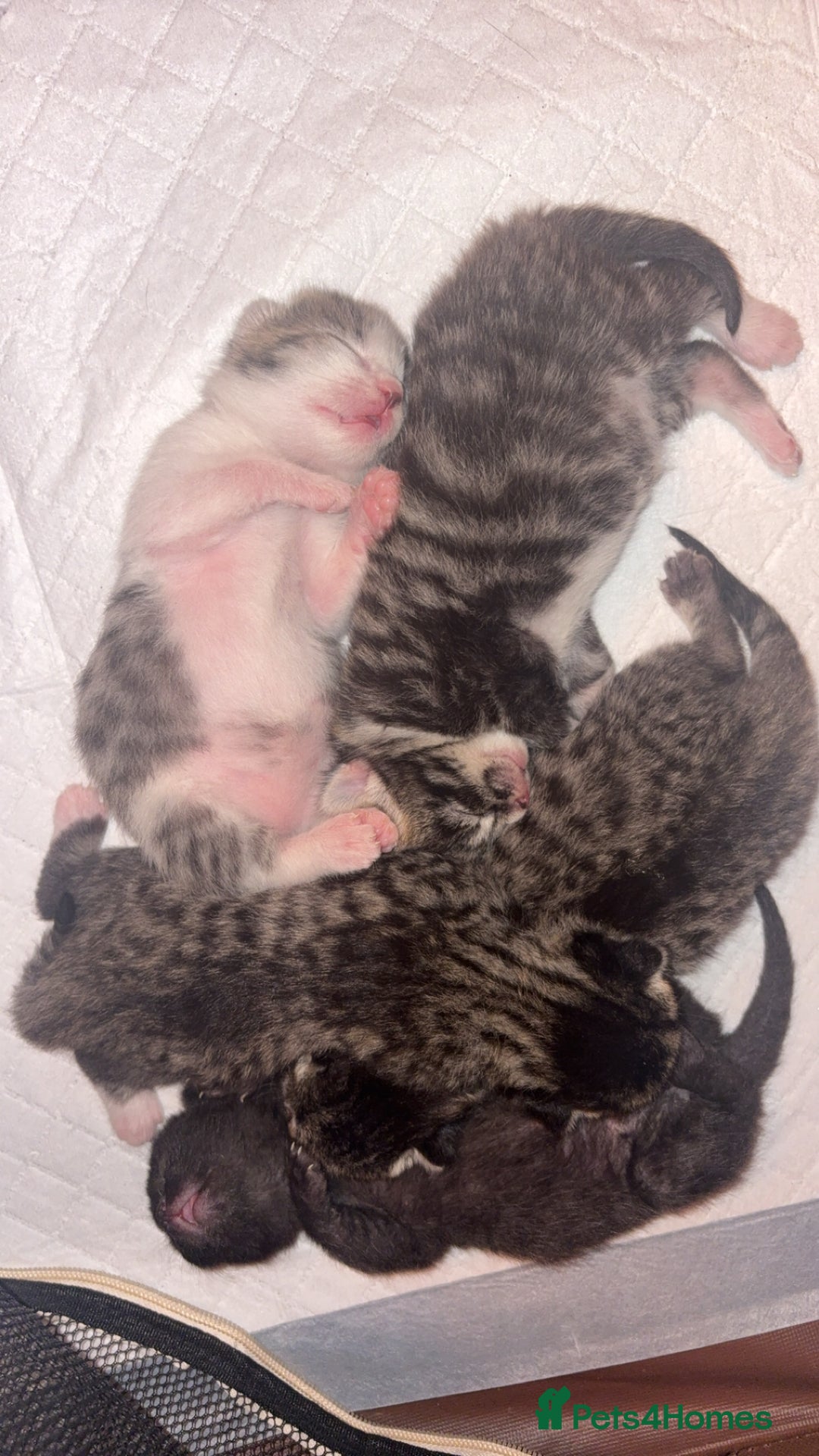 Mixed Breed cats for sale: Kittens for sale  - Image 4