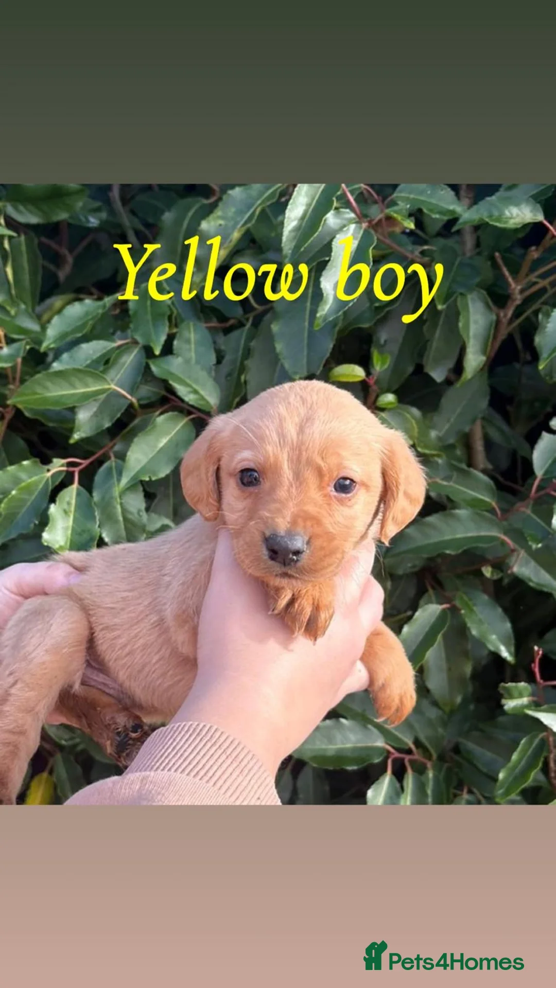 Cockerdor dogs for sale: Labrador x cocker spaniel pups - Advert 4