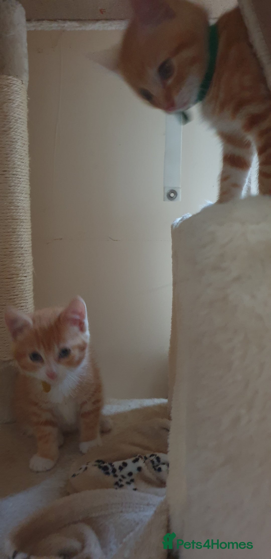 Domestic Shorthair cats for sale: Ginger kittens  - Image 14