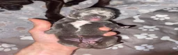 Staffordshire Bull Terrier dogs for sale: King Fury Puppies  in Liverpool - Advert 9