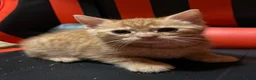 Mixed Breed cats for sale: Beautiful kittens - Advert 7