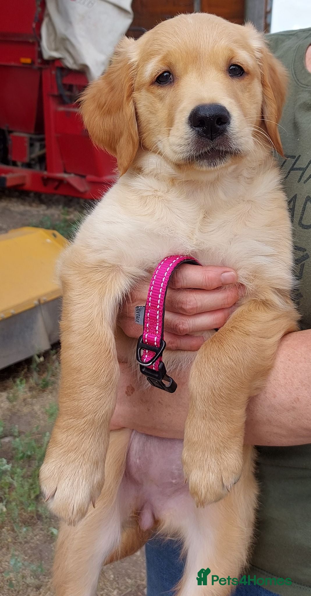 Golden Retriever dogs Healthy, happy KC reg, Golden Retriever puppies.  - Advert 2