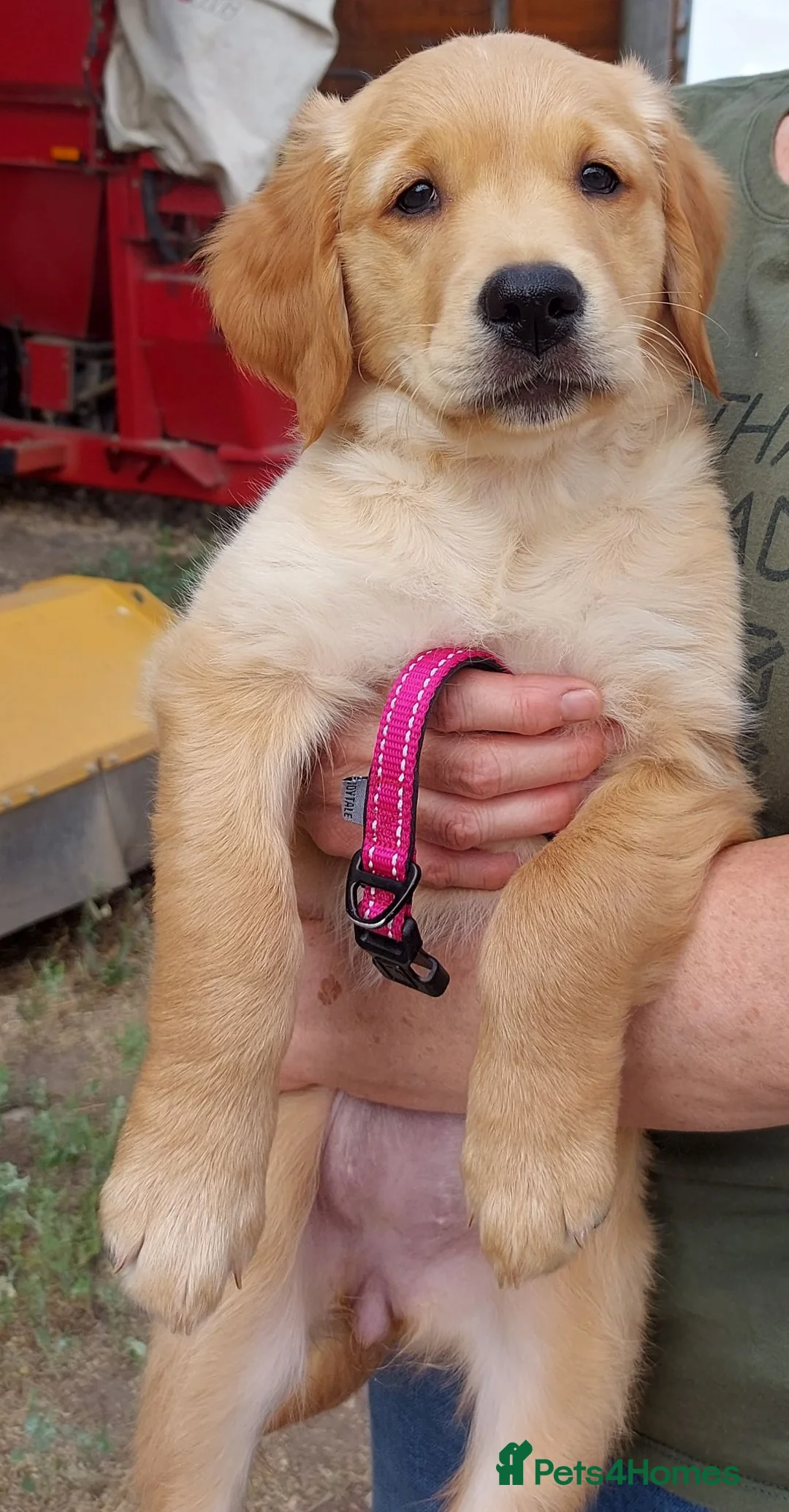 Golden Retriever dogs for sale: Healthy, happy KC reg, Golden Retriever puppies.  - Advert 2