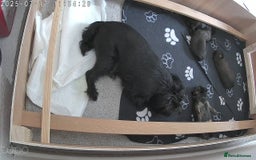 Griffon Bruxellois dogs for sale: Rough Coat Griffon Pups - Image 2