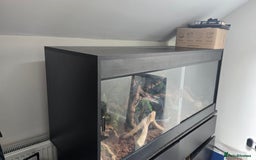 Python Snake reptiles for sale: Ball Python + full set up - Image 7