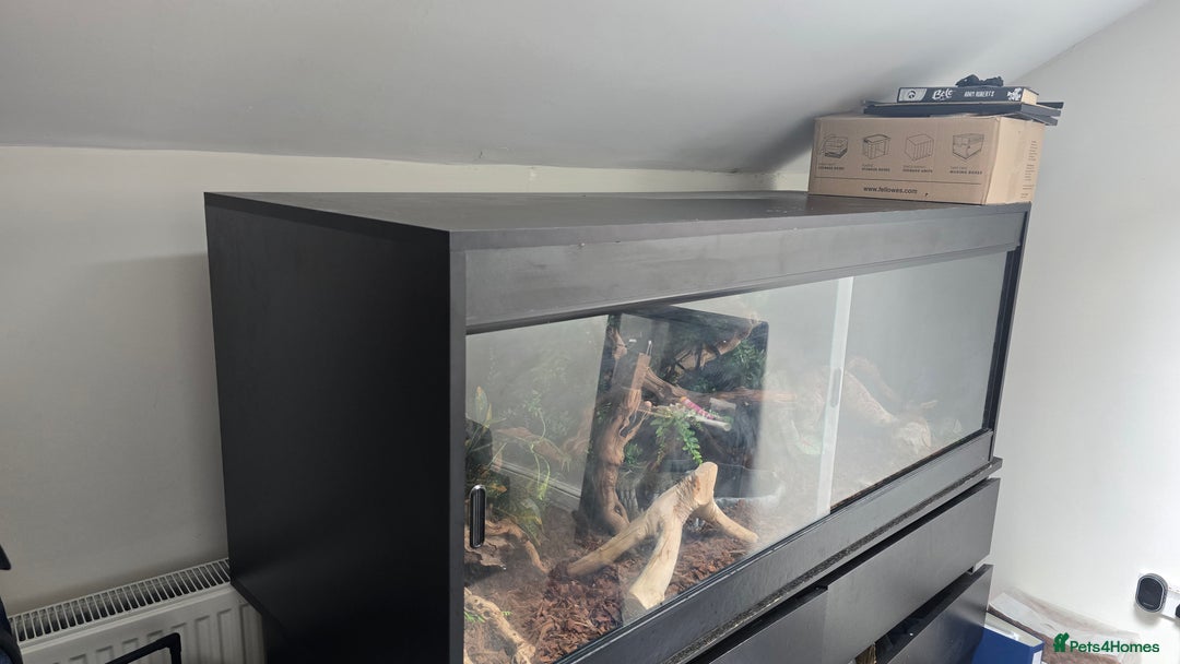 Python Snake reptiles for sale: Ball Python + full set up - Image 7