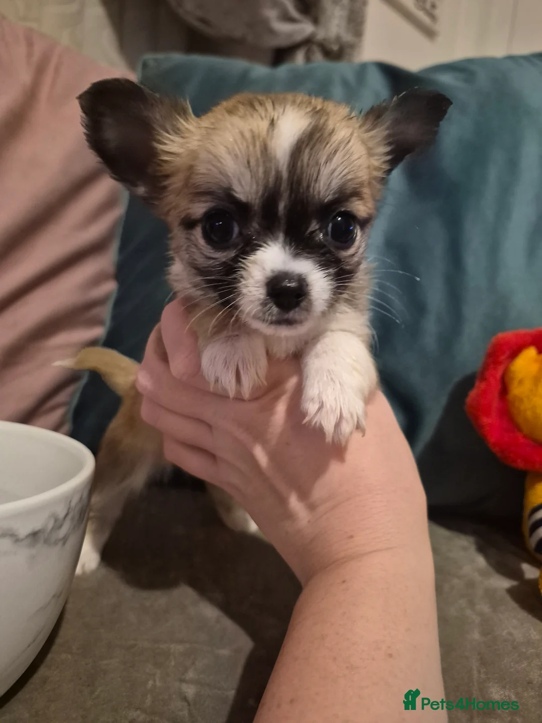 Chihuahua dogs for sale: Pure Chihuahua puppies  - Advert 18