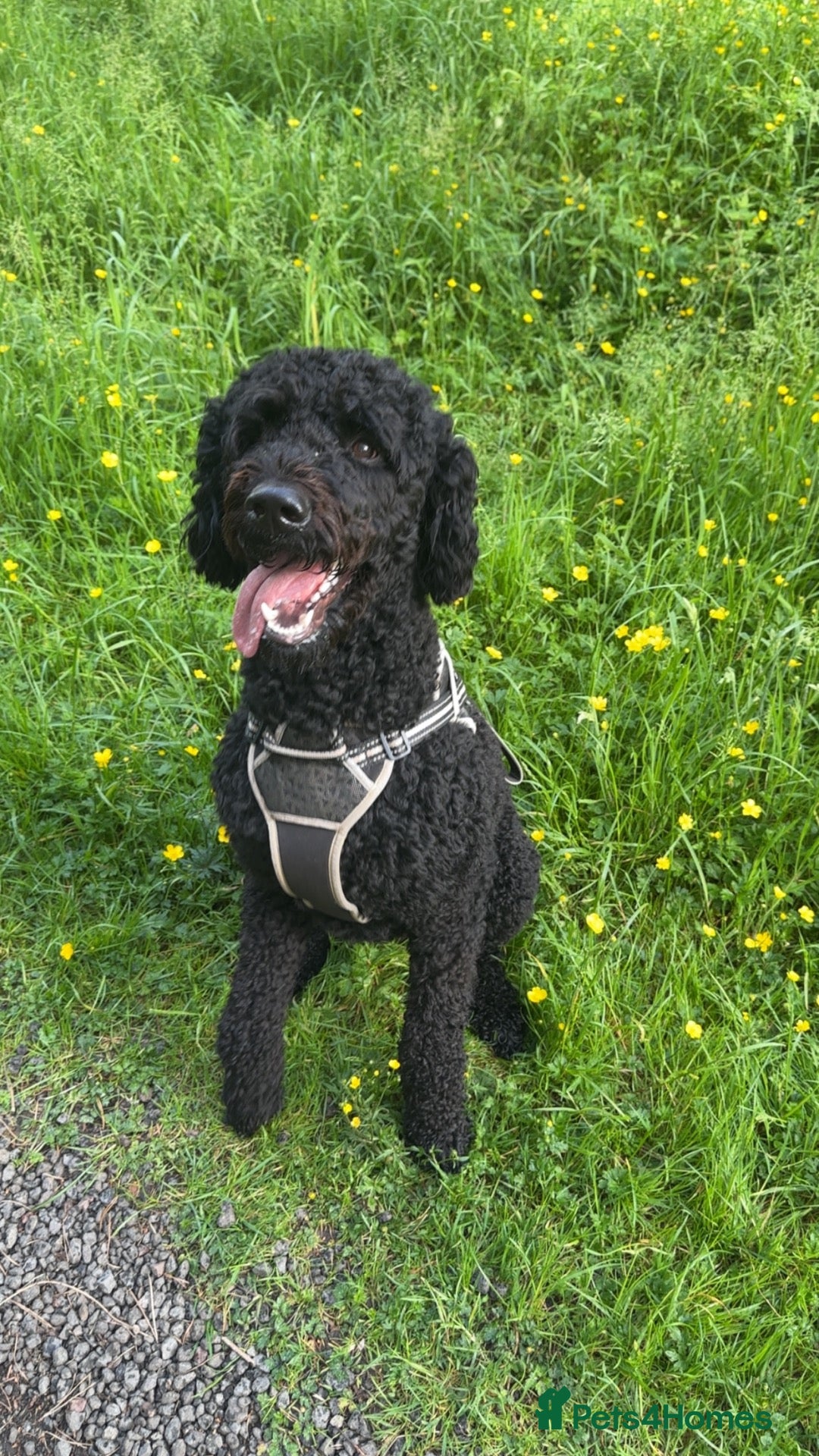 Labradoodle dogs ALFIE - Available for Stud only  - Advert 3