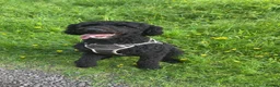 Labradoodle dogs for stud: ALFIE - Available for Stud only  in Falkirk - Advert 1