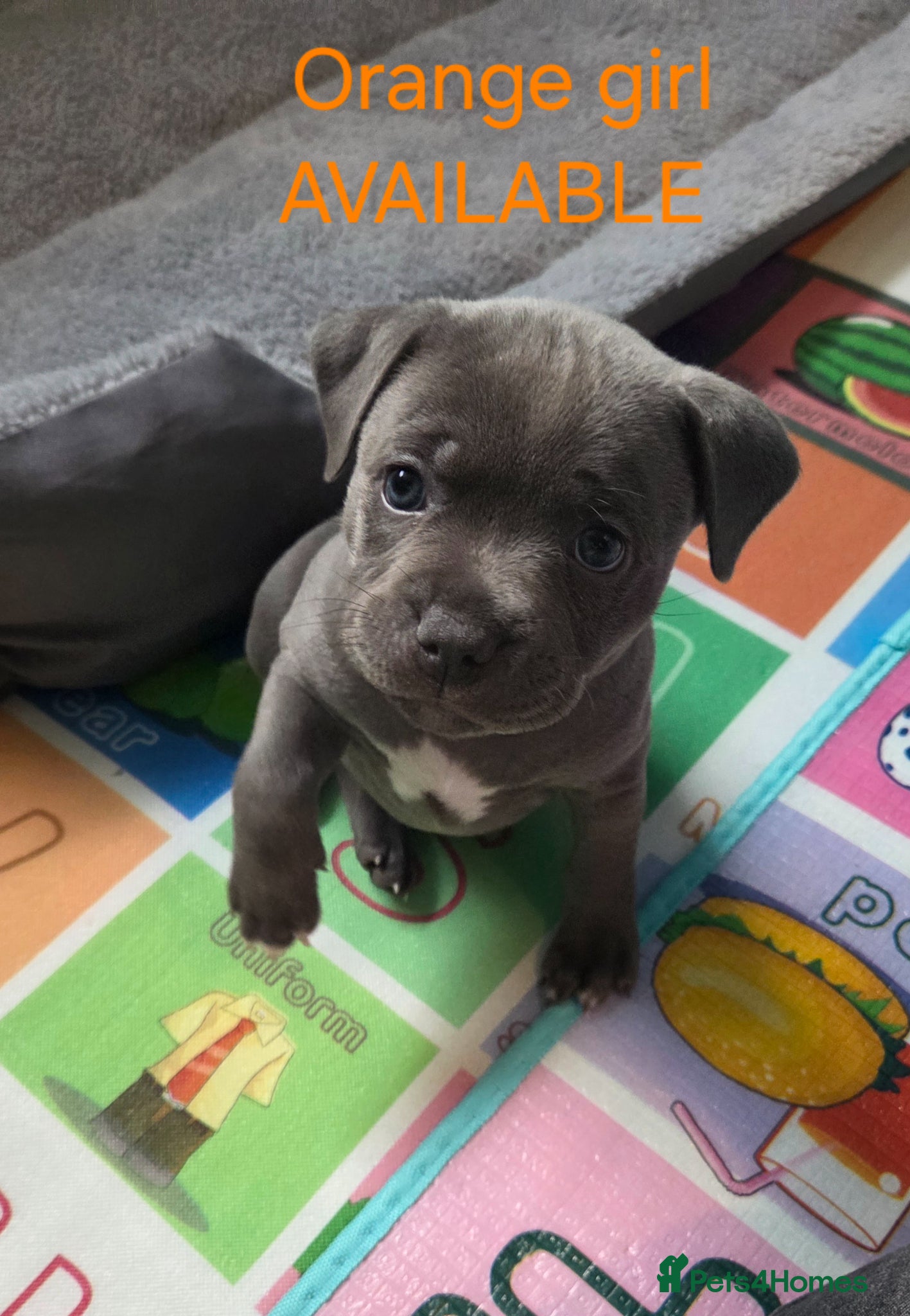 Staffordshire Bull Terrier dogs KC champ Staffies - Advert 18