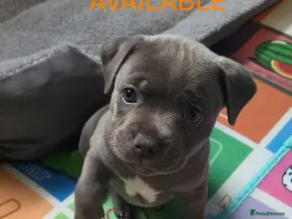 Staffordshire Bull Terrier dogs KC champ Staffies - Advert 18