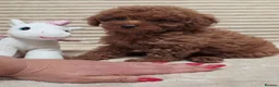 Toy Poodle dogs for sale:  Red Toy Poodle Puppies – Asian Teddy Bear Type in Motherwell - Advert 23