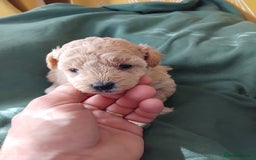 Mixed Breed dogs for sale: Lovely havapoo only 3 boys left READY TO GO - Image 3