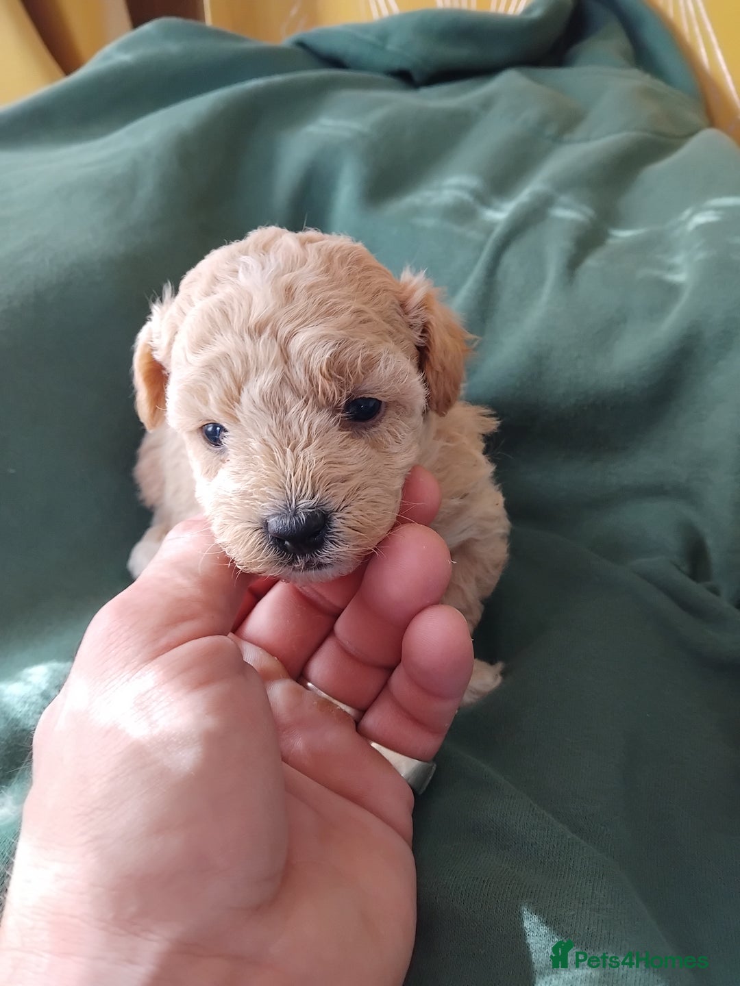 Mixed Breed dogs for sale: Lovely havapoo only 3 boys left READY TO GO - Image 3