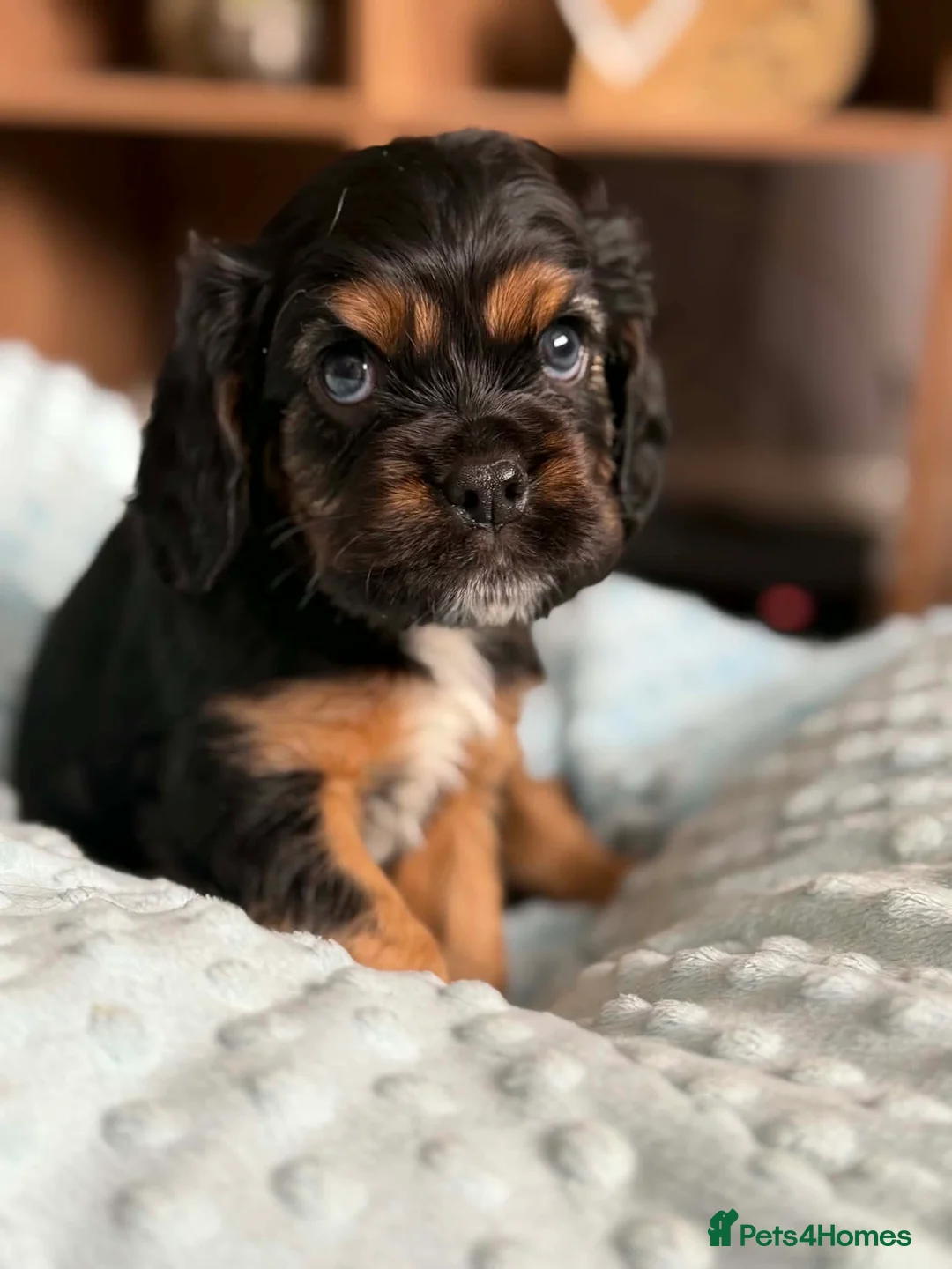 Cavalier King Charles Spaniel dogs for sale: Beautiful cavalier king charles puppies  - Advert 2