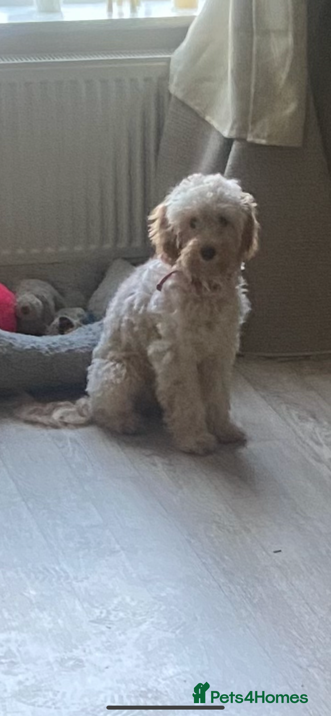 Cockapoo dogs for sale: Last cockapoo boy looking for his forever home ❤️ - Advert 18