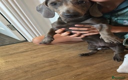 Miniature Dachshund dogs for sale: Lovely dog needs a new home - Image 4