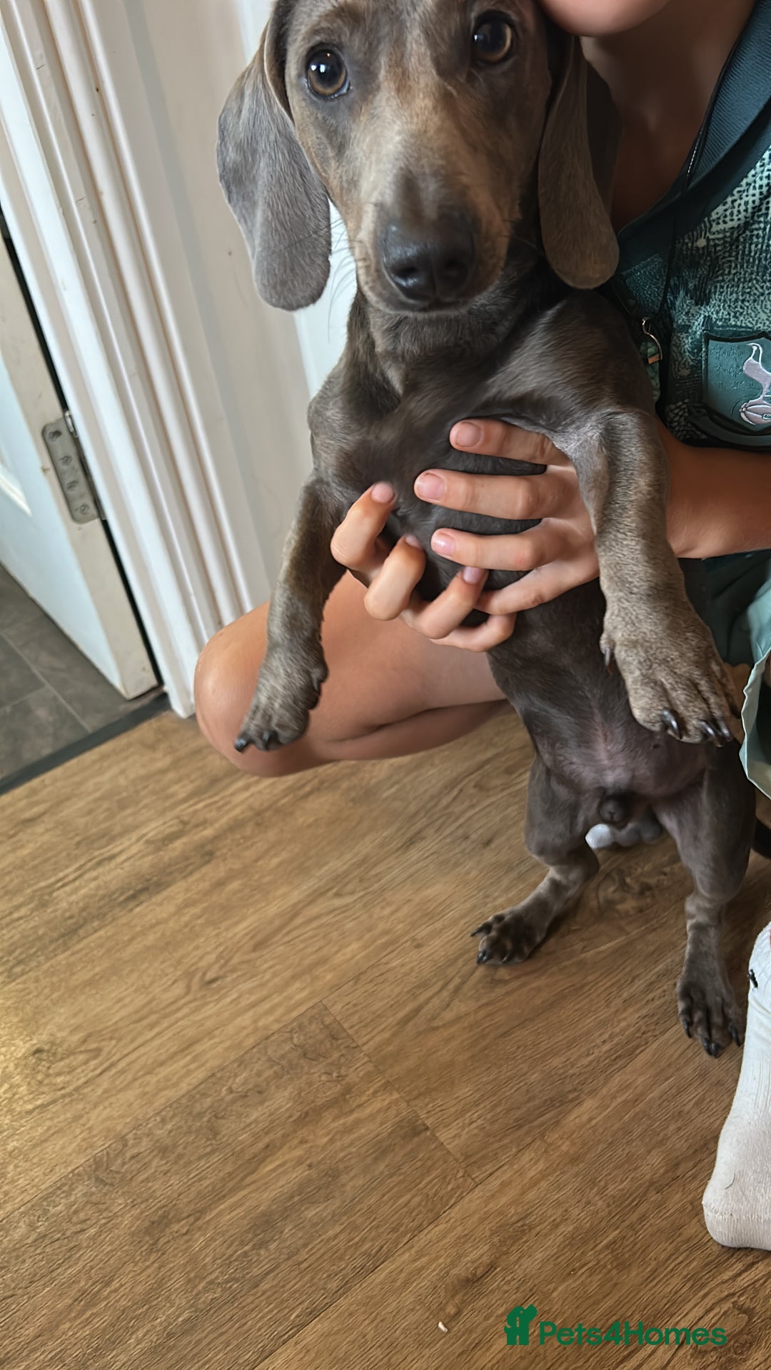 Miniature Dachshund dogs for sale: Lovely dog needs a new home - Image 4
