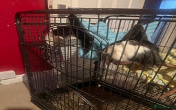 Rat rodents for sale: Two male rats - Image 1