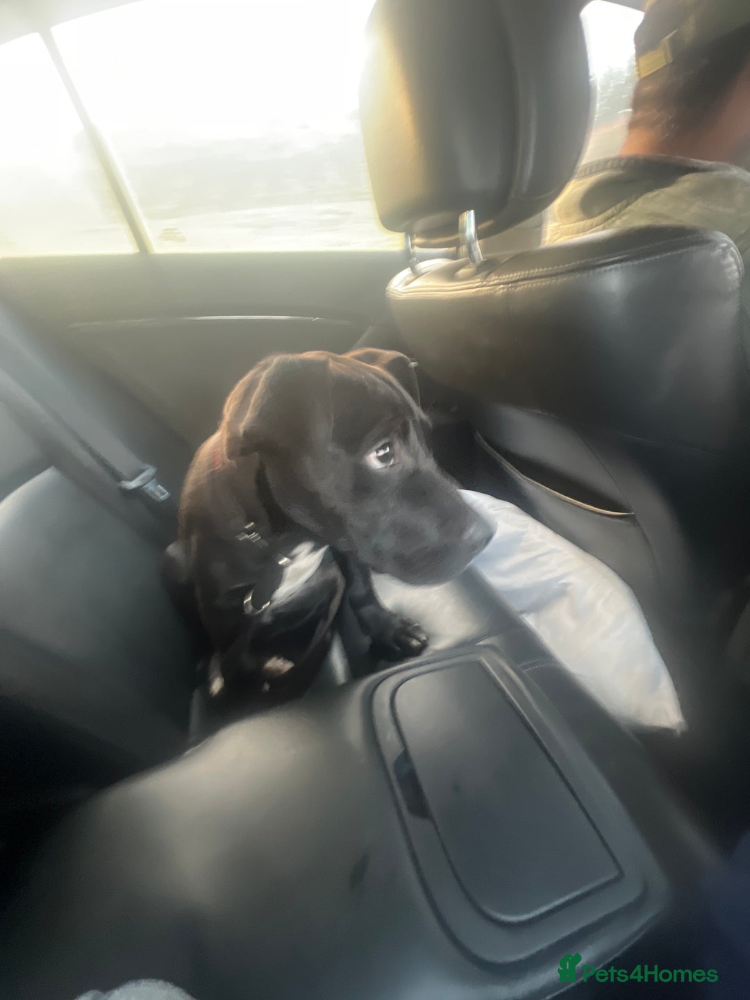 Mixed Breed dogs for sale: Beautiful black and white mixed bully  - Image 5