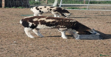 Sheep livestock - Advert 1