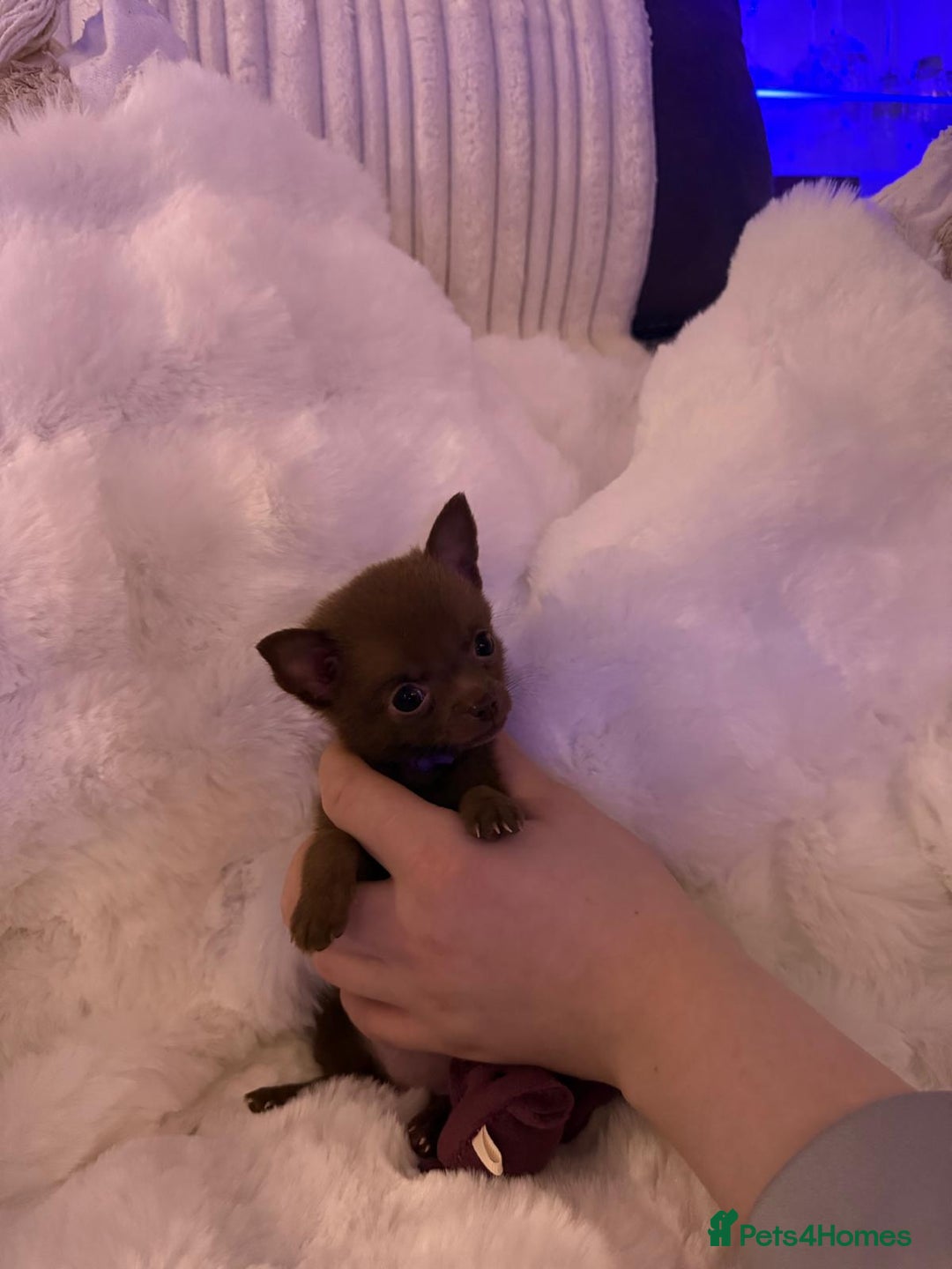Pomchi dogs for sale: Fluffy Tiny Pomchi Puppies.🥰😍🤗 - Image 18