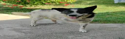 Mixed Breed dogs for adoption: ❤️ TOMMY ❤️ 3 legs, one enormous heart 🐾 in Worcester - Advert 8