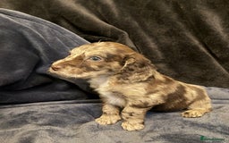 Cockapoo dogs for sale: Cockapoo puppies for sale - Advert 15