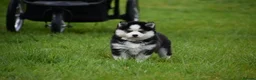 Pomsky dogs for sale: F4 Genuine Pomskies from health tested parents - Advert 21
