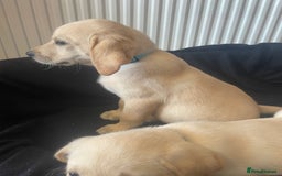 Labrador Retriever dogs for sale: Beautiful Andrex Labrador Puppy’s  - Image 20