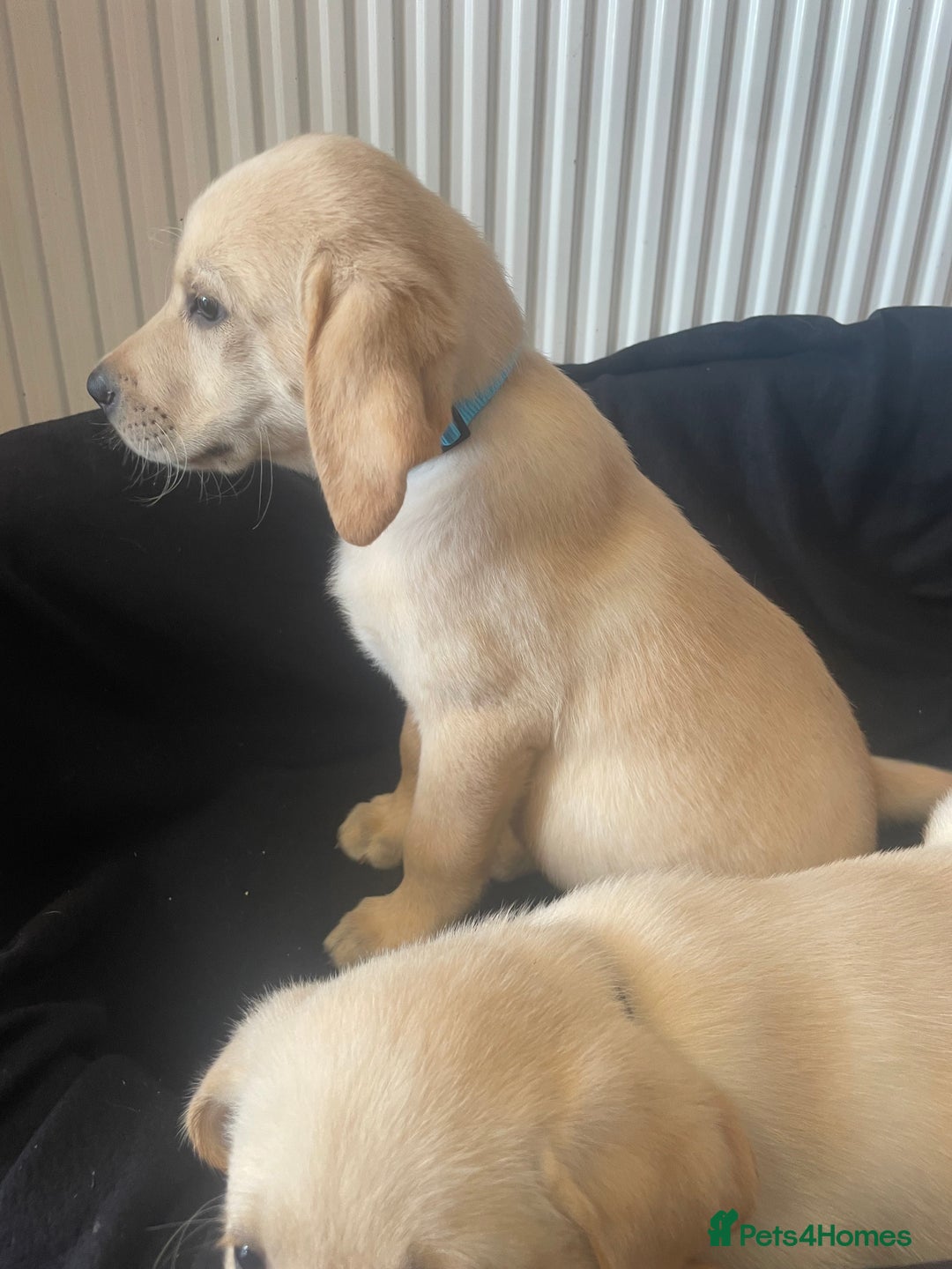 Labrador Retriever dogs for sale: Beautiful Andrex Labrador Puppy’s  - Image 20