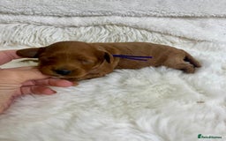 Cavapoo dogs for sale: Top Quality extensively tested F1b Toy cavapoo’s  - Image 9