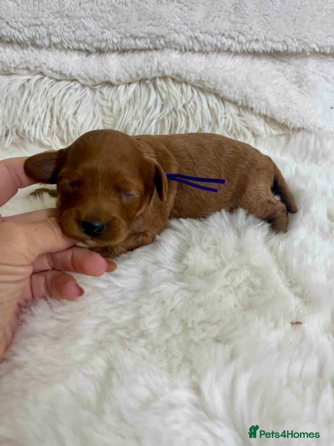 Cavapoo dogs for sale: Top Quality extensively tested F1b Toy cavapoo’s  - Image 9