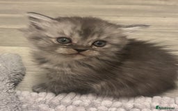 Perdoll cats for sale: Beautiful perdoll babies - Image 17