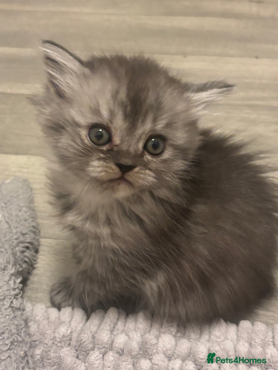 Perdoll cats for sale: Beautiful perdoll babies - Image 17