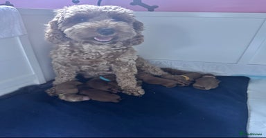 Cockapoo dogs 7 adorable F2b Cockapoo’s. Ready to leave 20/12/25 - Advert 1