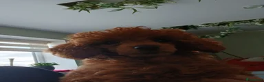 Toy Poodle 1