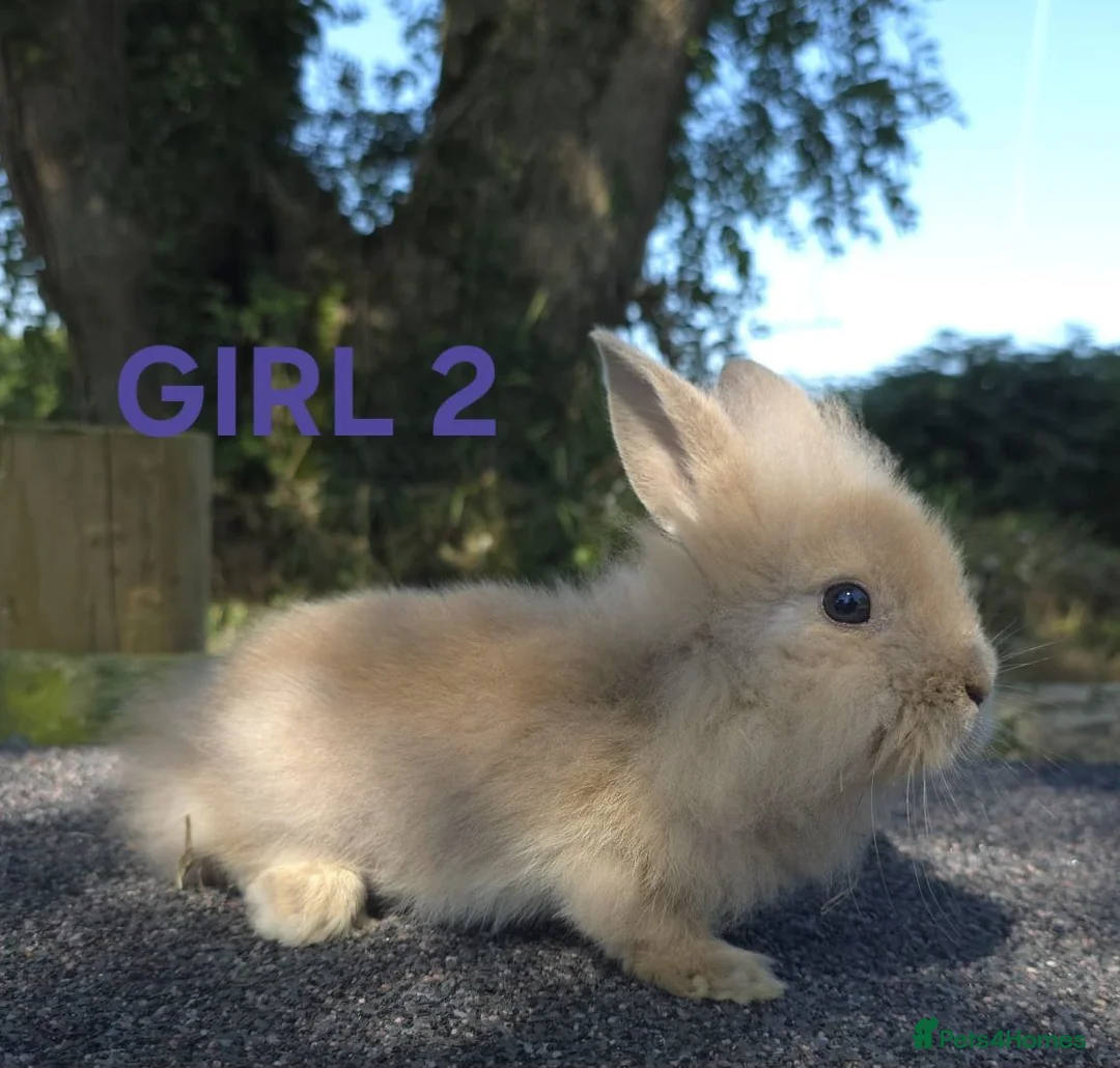Lionhead rabbits for sale: Lionheads ready now - Advert 1